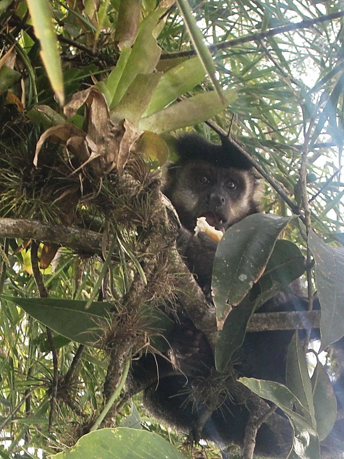 Monkey enjoying banana